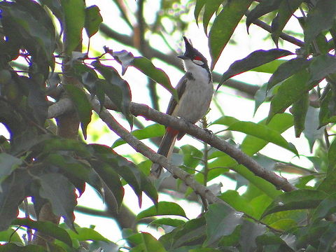Bulbul  Pycnonotus jocosus,Red-whiskered Bulbul