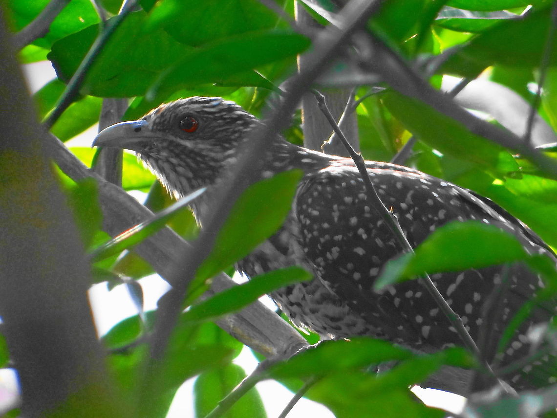 Cuckoo  Asian Koel,Eudynamys scolopaceus