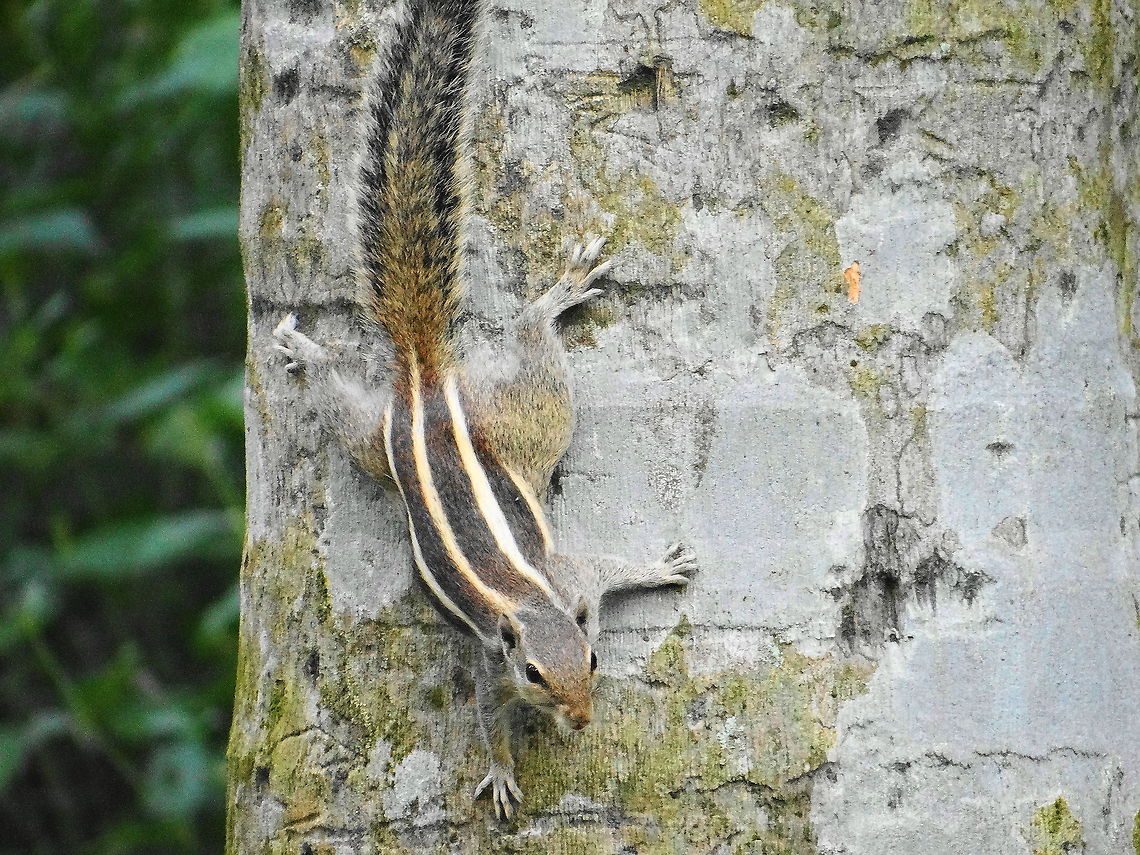 Squirrel Squirrels belong to family Sciuridae of small or medium-size rodents. The family includes tree squirrels, ground squirrels, chipmunks, marmots, flying squirrels, and prairie dogs. Scientific name is Sciuridae. Bangladesh,Funambulus pennantii,Geotagged,India,Northern palm squirrel,Squirrel,Tree