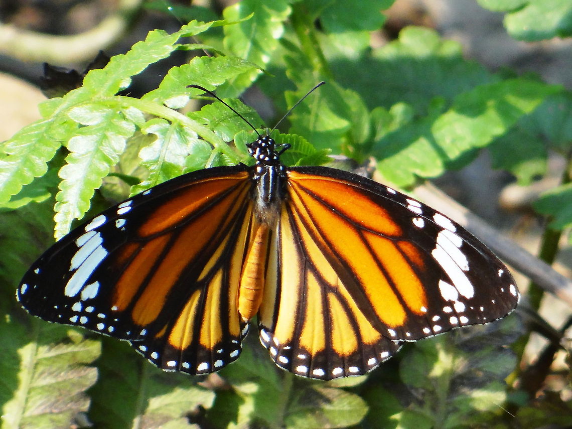 A_Butterfly This is picture of Monark Butterfly. Common Tiger,Danaus genutia,Geotagged,India