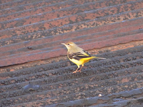 Seeing_light  Geotagged,Grey wagtail,India,Motacilla cinerea,bird