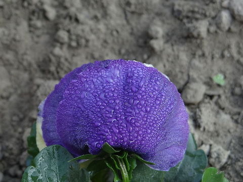 Water_on_flower A picture of a petunia flower. Flowers,Pansy,Viola tricolor subsp. hortensis,Water
