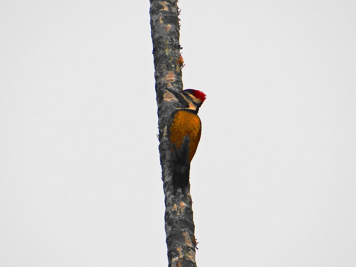 Black-rumped Flameback  Black-rumped Flameback,Dinopium benghalense,Geotagged,India