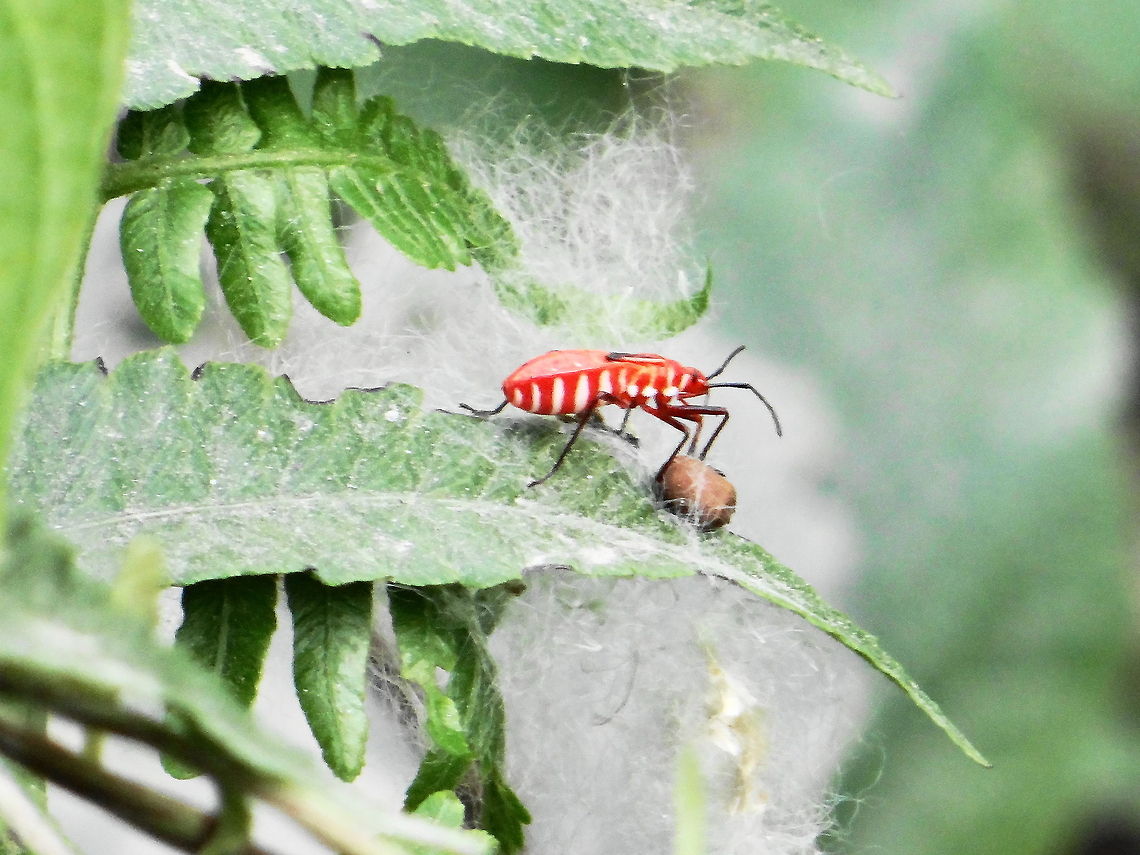 on_the_edge  Dysdercus cingulatus,Geotagged,India,Red cotton bug