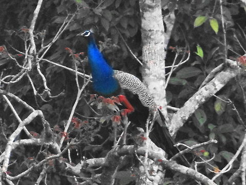 Peacock  Geotagged,India,Indian Peafowl,Pavo cristatus