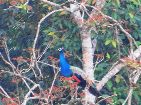 Peacock  Geotagged,India,Indian Peafowl,Pavo cristatus