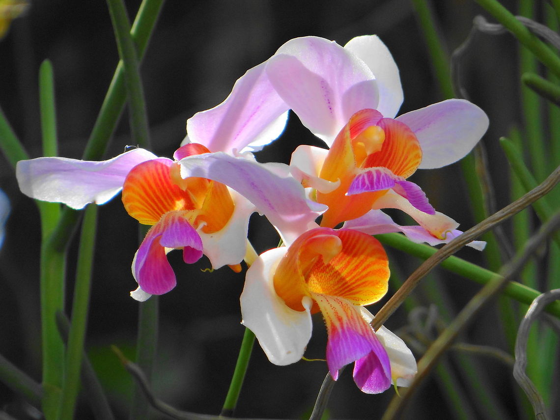 An Orchid  Geotagged,India