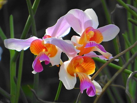 An Orchid  Geotagged,India