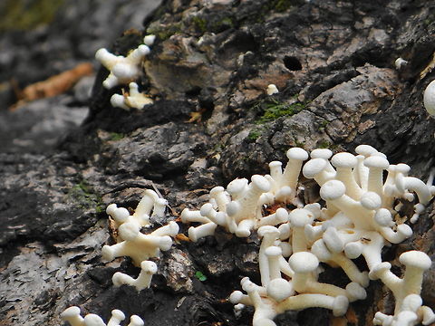 Fungus_on_tree  Geotagged,India