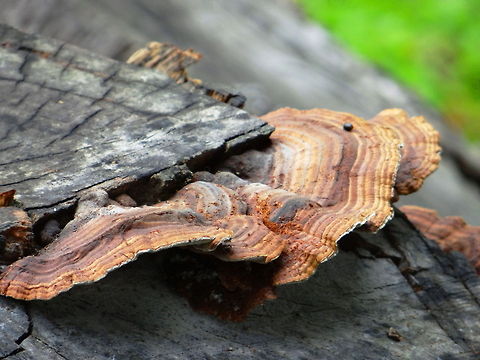 Fungus A tree fungus Geotagged,India