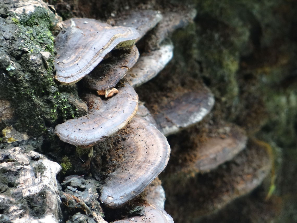 Fungus_(2)  Geotagged,India