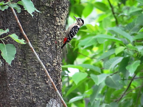 Fulvous_breasted_Woodpecker  Dendrocopos macei,Fulvous-breasted Woodpecker,Geotagged,India