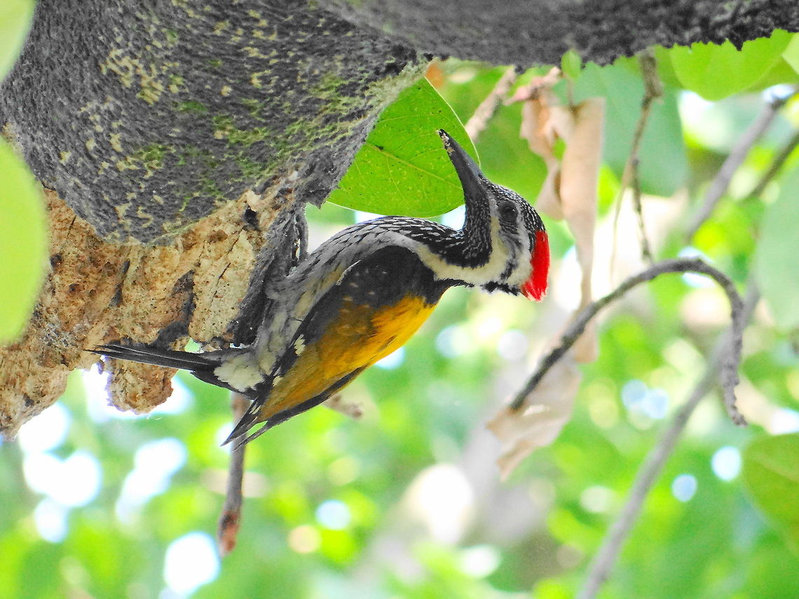 The_Black-rumped_Flameback_Woodpecker  Black Woodpecker,Black-rumped Flameback,Dinopium benghalense,Dryocopus martius,Geotagged,India