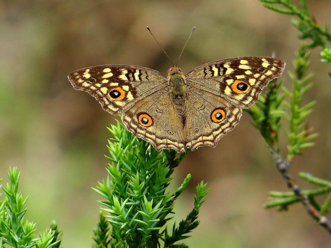 Lemon Pansy butterfly  Geotagged,India,Junonia lemonias,Lemon Pansy