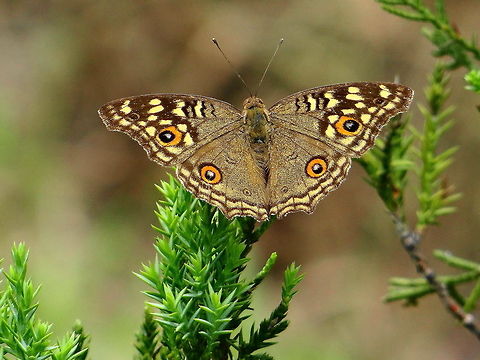 Lemon Pansy butterfly  Geotagged,India,Junonia lemonias,Lemon Pansy