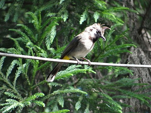 Himalayan_Bulbul This is a a picture of a Himalayan Bulbul bird and this was shot in Himalayan mountain. Geotagged,Himalayan bulbul,India,Pycnonotus leucogenys