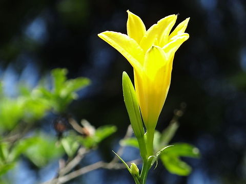 daylily_flower  China,Geotagged