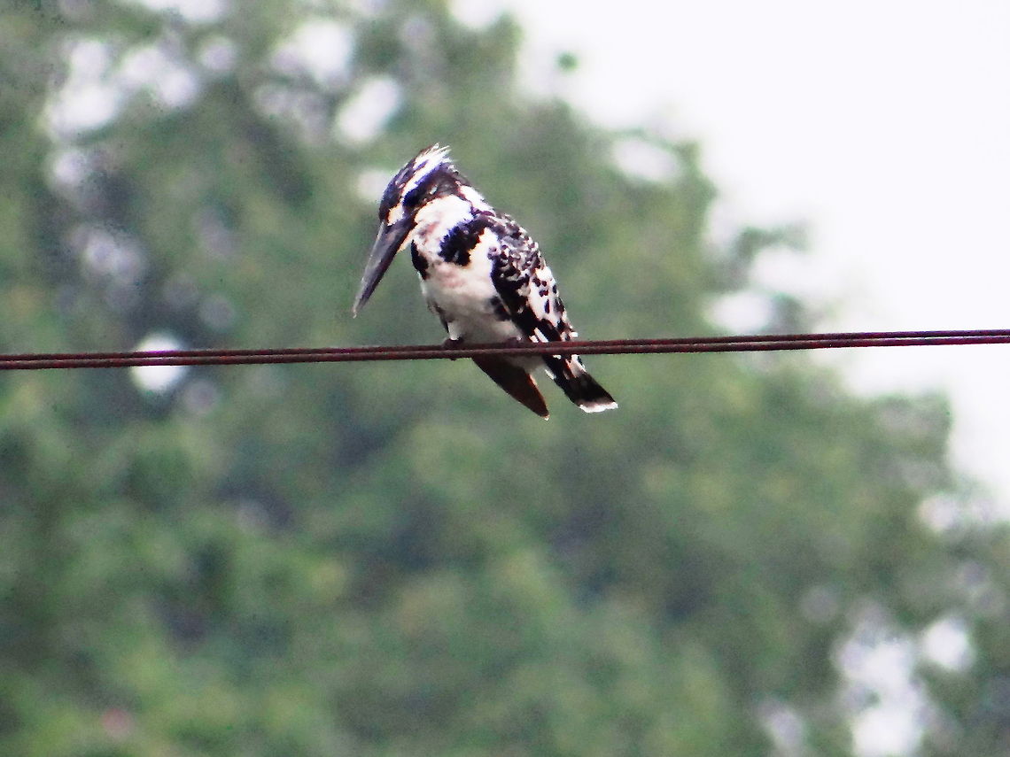 Pied_kingfisher A pied kingfisher is for hunt. Ceryle rudis,Geotagged,India,Pied Kingfisher