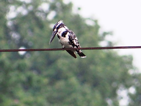 Pied_kingfisher A pied kingfisher is for hunt. Ceryle rudis,Geotagged,India,Pied Kingfisher