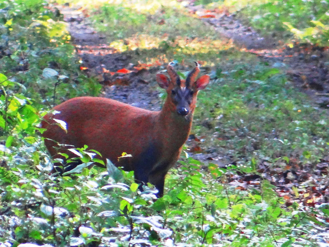 Deer_look  Geotagged,India,Indian muntjac,Muntiacus muntjak