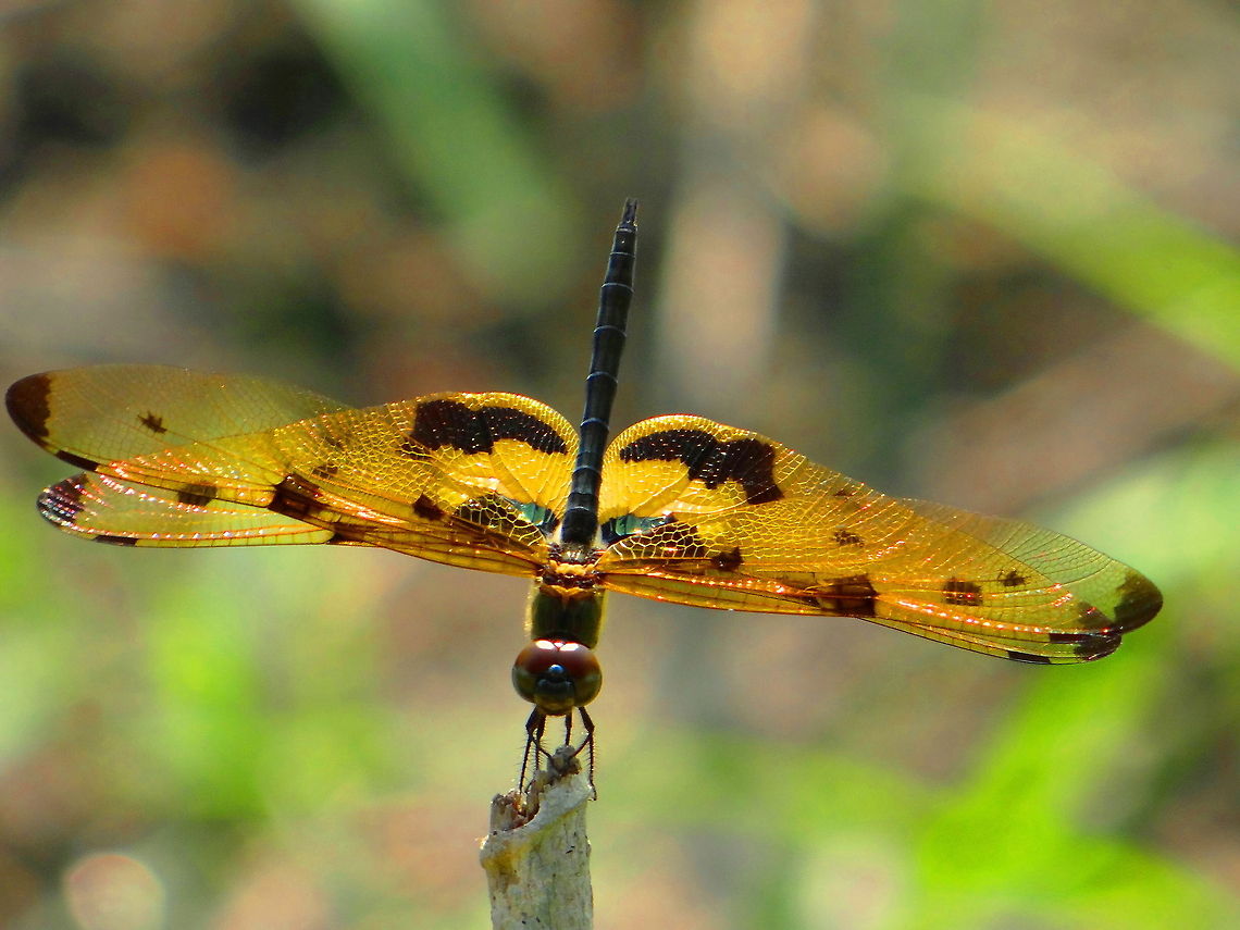 Dragonfly  Geotagged,India,Rhyothemis variegata
