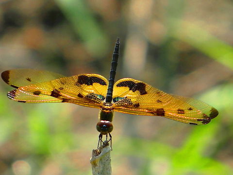 Dragonfly  Geotagged,India,Rhyothemis variegata