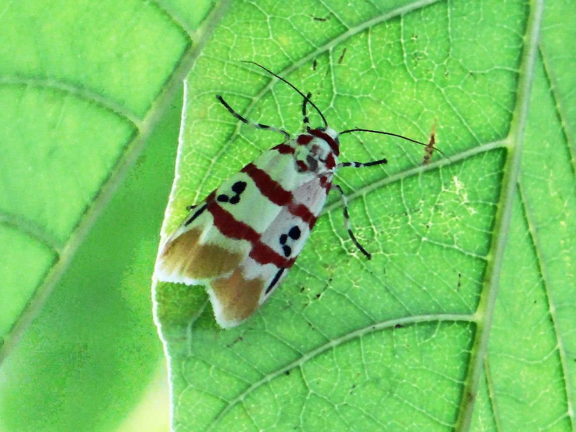 A_hilly_Moth  Geotagged,India