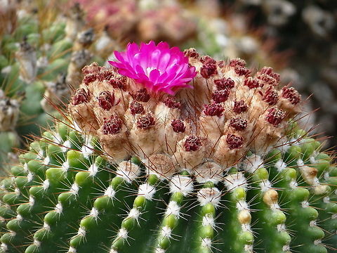 Beauty_on_earth  Echinocactus grusonii,Geotagged,India