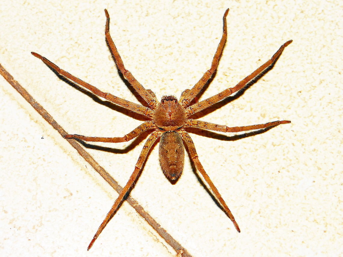 Spider  Geotagged,Heteropoda venatoria,India