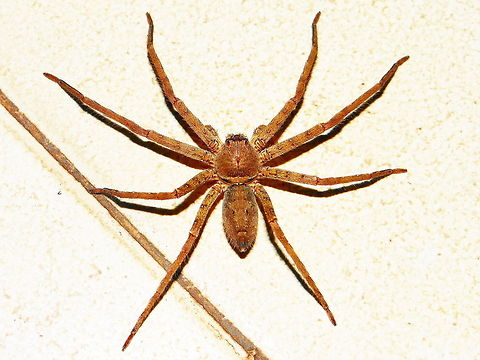 Spider  Geotagged,Heteropoda venatoria,India