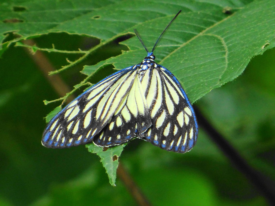 Blue_bordered_butterfly  Bangladesh,Cyclosia papilionaris,Geotagged,India,Nepal
