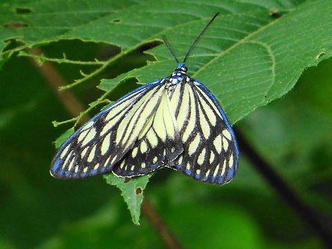 Blue_bordered_butterfly  Bangladesh,Cyclosia papilionaris,Geotagged,India,Nepal