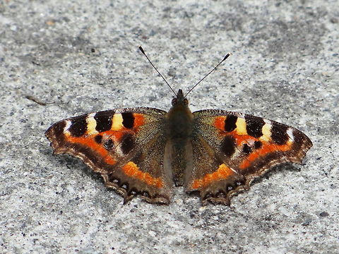 Himalayan_butterfly  Aglais caschmirensis,Geotagged,India,Indian Tortoiseshell
