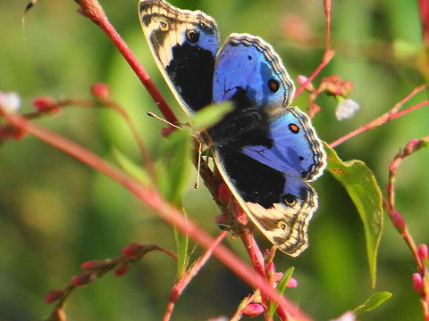 Blue_Pancy Butterfly  Geotagged,India,Junonia orithya