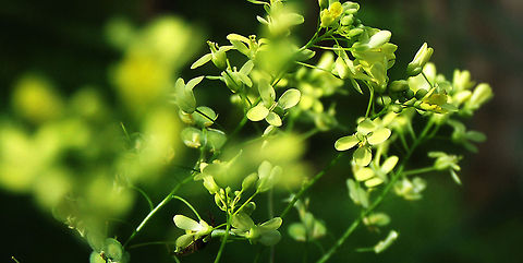 Scorpio Sleeper Scorpio Sleeper Focused until you find Scorpio
Kodak Z740 Recording media: JPEG (digital) Date Taken: 1/02 2013 Focal Length: 105mm Lens Max Aperture: f/3.6 Aperture: f/5.6 Shutter Speed: 1/125sec Exposure Comp: +1/3 ISO: 200 Metering Mode: Center-weighted average Flash: No Flash Scorpions