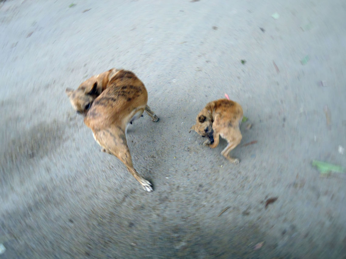 Dogs?