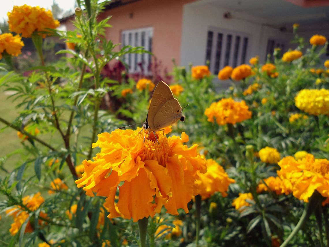 Cornelian butterfly  Cornelian,Deudorix epijarbas