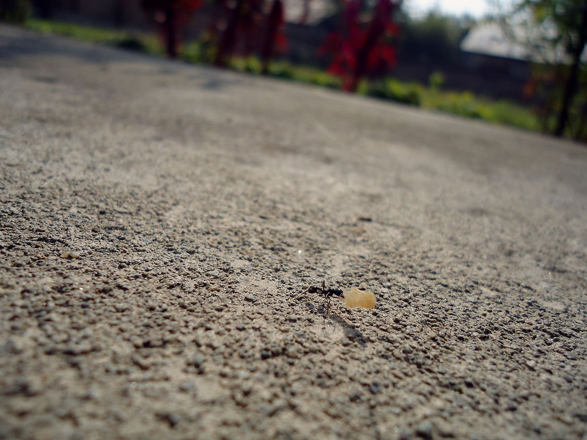 Ant