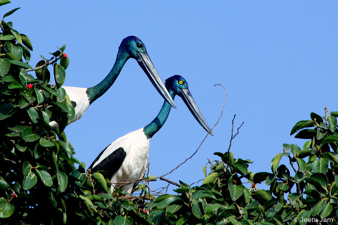 Black-necked Stork Pair  Black-necked Stork,Ephippiorhynchus asiaticus