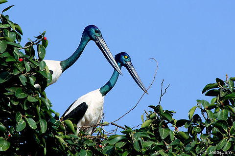 Black-necked Stork Pair  Black-necked Stork,Ephippiorhynchus asiaticus