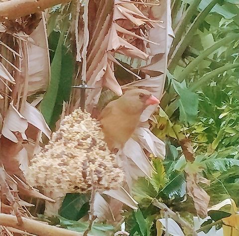 Cardinal looking at me  Cardinalis cardinalis,Florida east coast,Northern Cardinal,bird,female cardinal