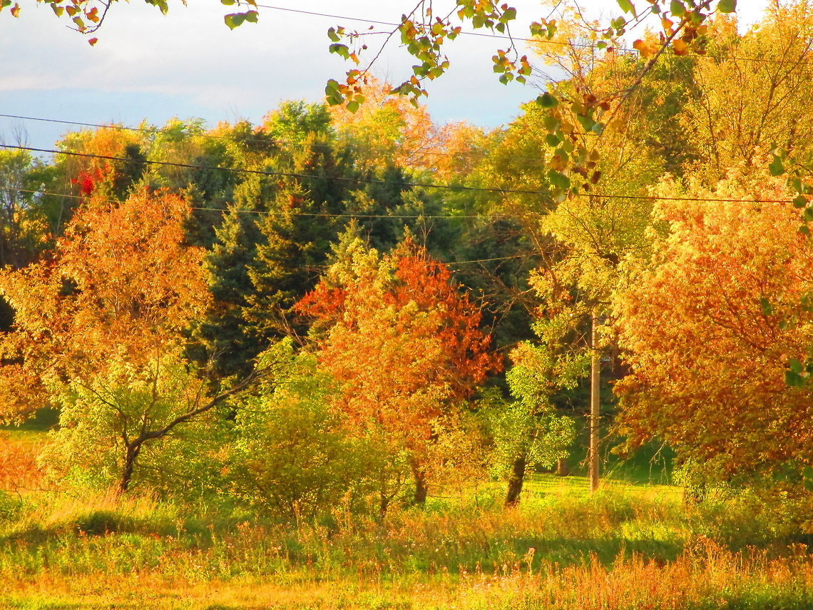 Autumn trees Fall is in the air. autumn