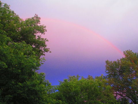 Rainbow in the trees Rainbow in the trees Rainbows