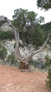 Badlands, North Dakota Twisted bye the wind of time. Juniperus scopulorum,North Dakota,Rocky Mountain Juniper