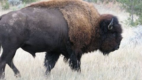 Badlands, North Dakota The Buffalo with the eye's of a old soul. American bison,Bison bison,Geotagged,North Dakota,Theodore Roosevelt National Park,United States