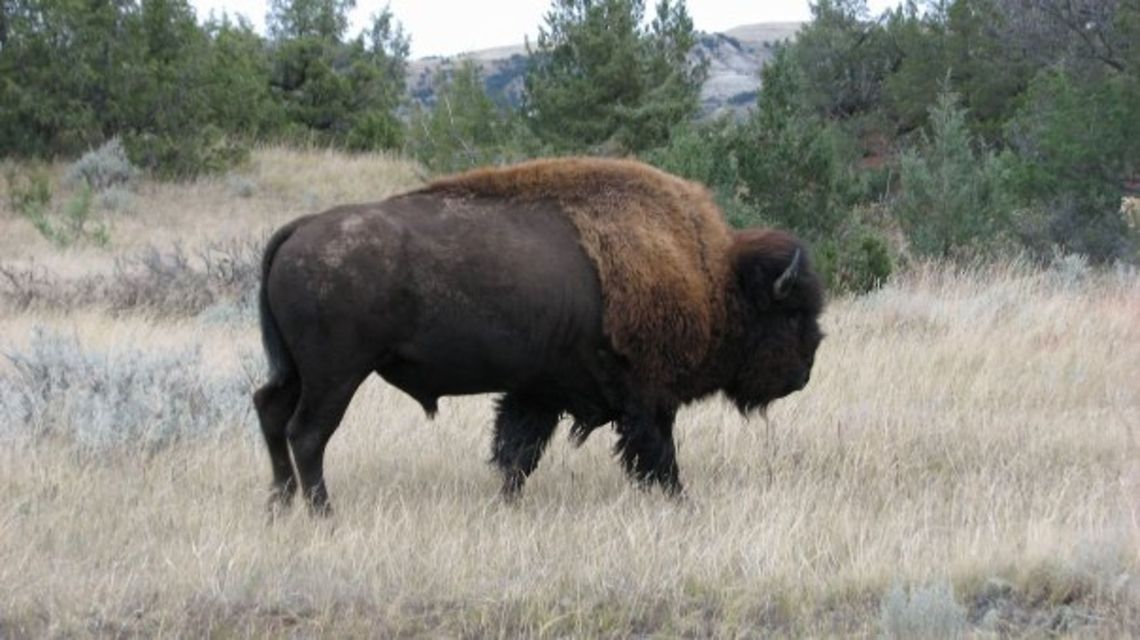 Badlands, North Dakota Buffalo without a care. My husband and I were driving down the road in the fall and I sat out the car window to take this at the Theodore Roosevelt National Park.  American bison,Bison bison,North Dakota,Theodore Roosevelt National Park,landscape