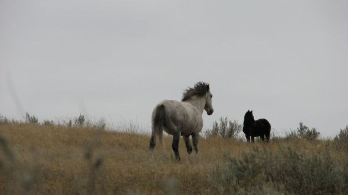 Badlands, North Dakota The wild horse is on the run. Badlands National Park,Equus ferus,North Dakota,Theodore Roosevelt National Park,United States,Wild horse,landscape,nature