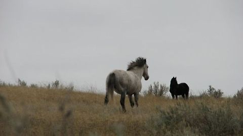 Badlands, North Dakota The wild horse is on the run. Badlands National Park,Equus ferus,North Dakota,Theodore Roosevelt National Park,United States,Wild horse,landscape,nature