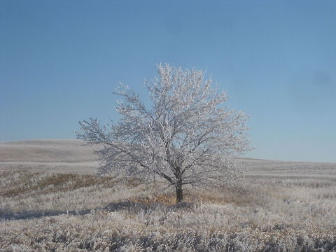 Frost Bitten Winter Frost covered tree on the lone prairie in the center North Dakota. Frost,North Dakota,landscape,nature,tree,winter