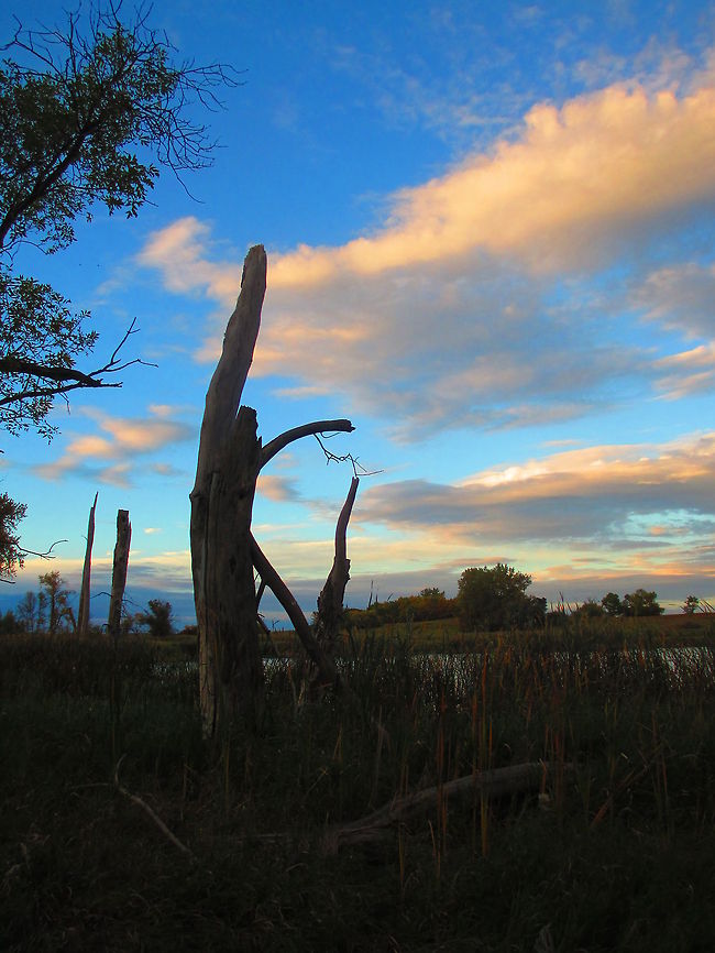 The trees of long ago.  North Dakota,blue sky,landscape,nature